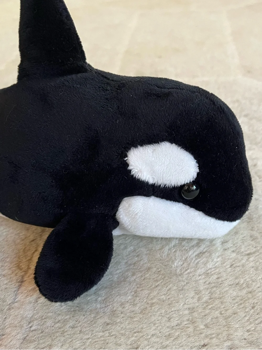 Douglas Spout Orca Whale